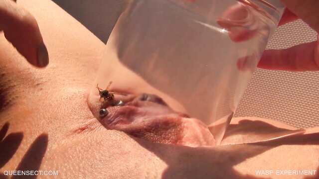 Wasp experiment: insect on shaved pussy, water poured in extreme fetish closeup