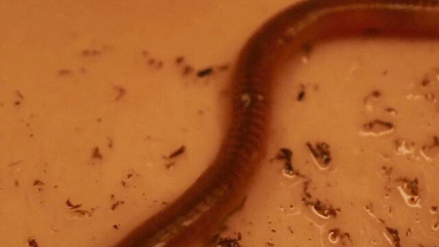Charlotte Foley nude tits in explicit bathroom scene Earthworm 2022