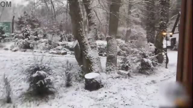 Snowy outdoor winter scene with trees and path