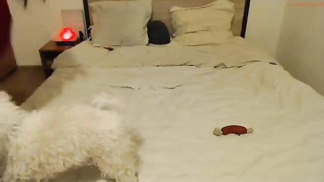White fluffy dog on bed in amateur adult video thumbnail