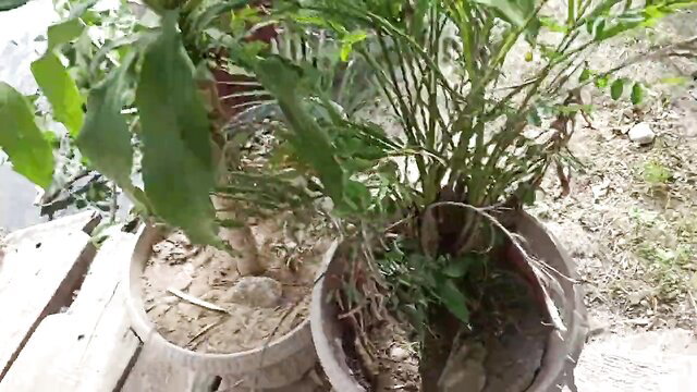 18yo Pinay fisherman stepdaughter with plants riverside outdoor tease