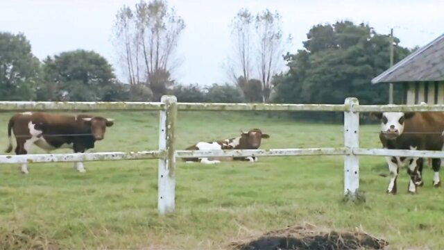 Daniele Troeger with cows in hetero porn field scene