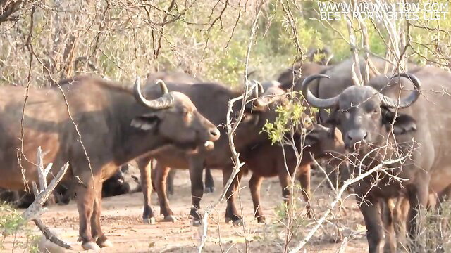 Sex Friends Safari France 2020: Wild buffaloes in African bush safari