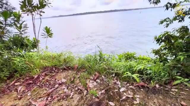 Scarlet Benz at tropical beach edge, lush greenery, calm waters
