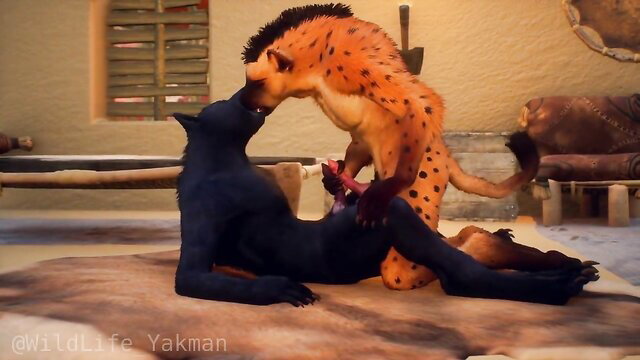 Spotted hyena furry topping black wolf furry in wild anal sex
