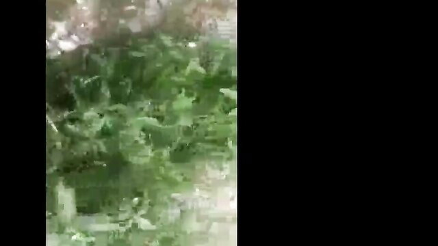 Blurry green plants and foliage in outdoor amateur sex video thumbnail