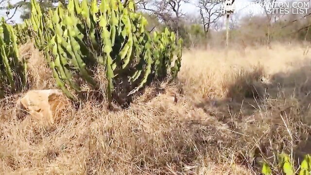 Lion cub hiding in dry African savanna grass near candelabra cactus