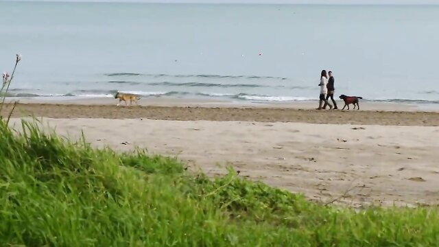 Chubby couple walking dogs on beach, casual outdoor stroll