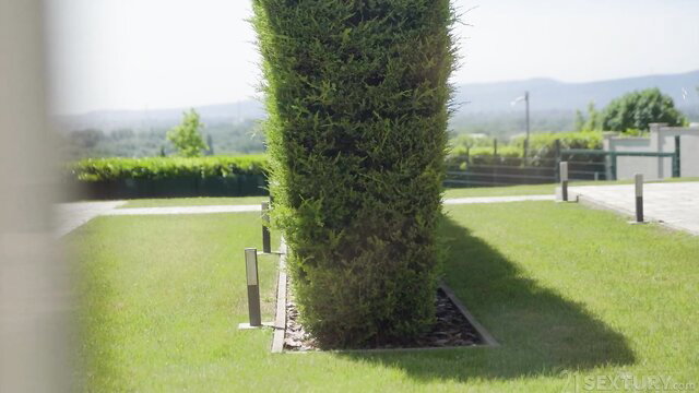 Tall green hedge in sunny garden patio with path and buildings