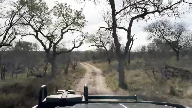 Safari jeep ride through African savanna bushveld landscape