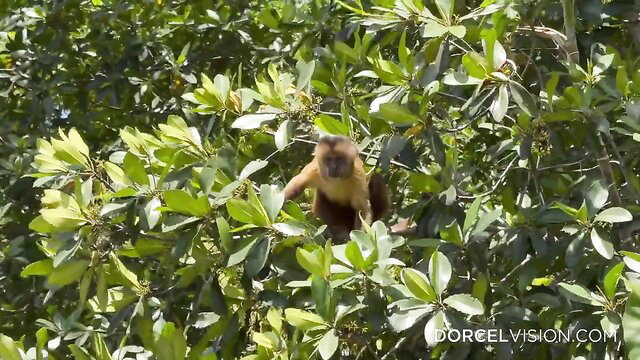 Howler monkey swinging in lush green mangrove trees