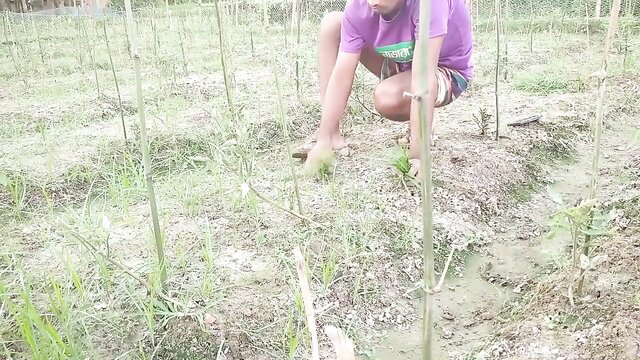 Bd-hot Bhabhi in tight shorts kneels in corn field, hot Indian ass view