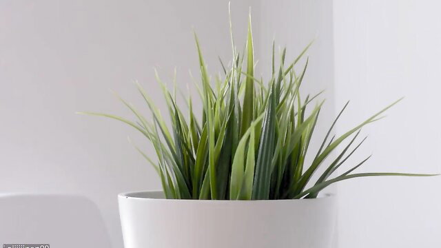 Lush green grass in white pot, minimalist decor
