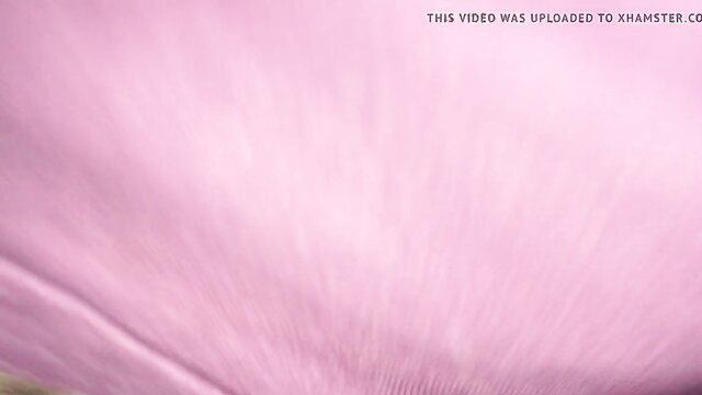 Pink blurred abstract thumbnail for big hairy ass video