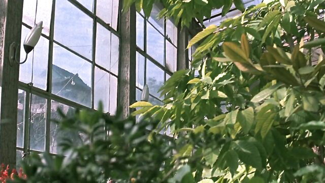 Mystery 1987 adult film greenhouse scene with plants and glass walls