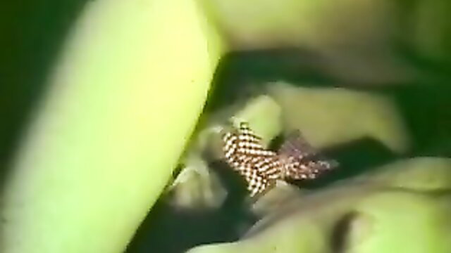 Vintage 1977 Mona Q secret dreams closeup pussy tease thumbnail