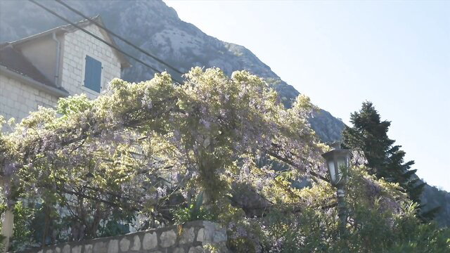 Nathalie 27yo French civil servant by rocky villa with blooming wisteria