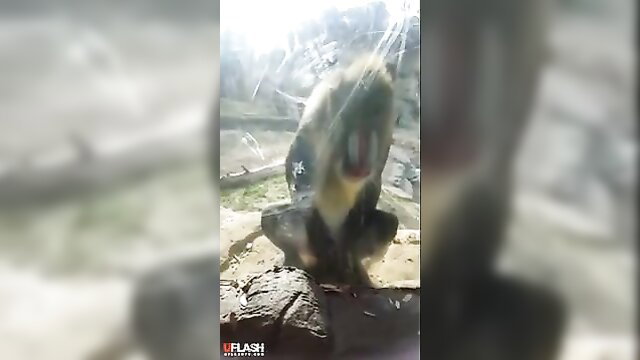 Monkey faps and cums intensely for two girls in wild zoo display