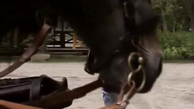 Close-up of black horse head with bridle in outdoor farm scene