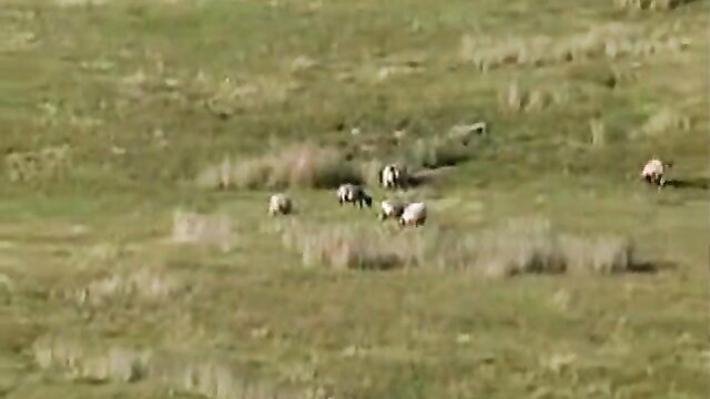 Sheep grazing in green field, outdoor farm scene