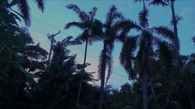 Shay Evans silhouette under palm trees at dusk in Mother's New Lover