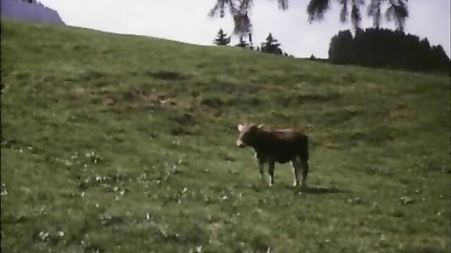 Cow on green alpine hill in 1974 softcore porn classic Liebesgrusse aus der Lederhose 2