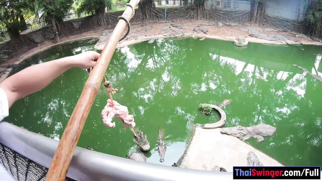 Crocodiles munching raw meat in Thai zoo enclosure