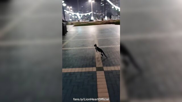Black cat prowling risky night streets in Abu Dhabi public tease