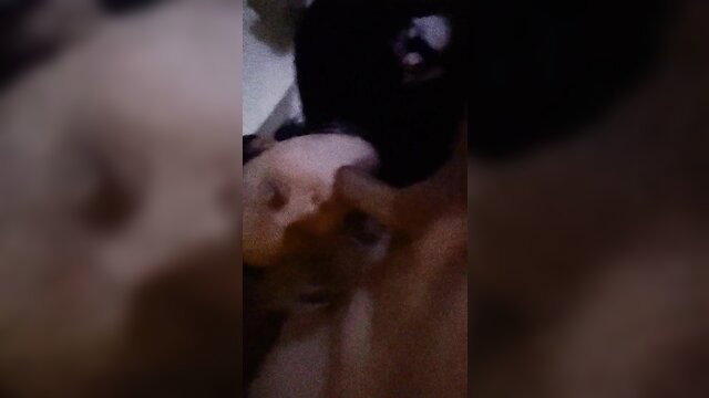 BrodiKurtz Goth wife closeup blowjob on big cock POV