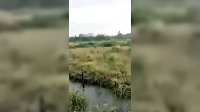 Blurry outdoor scene with lush grass, water reeds and distant trees