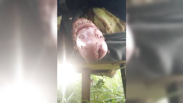 BDSM CBT pain insertion with mosquito bites on bound pink cock