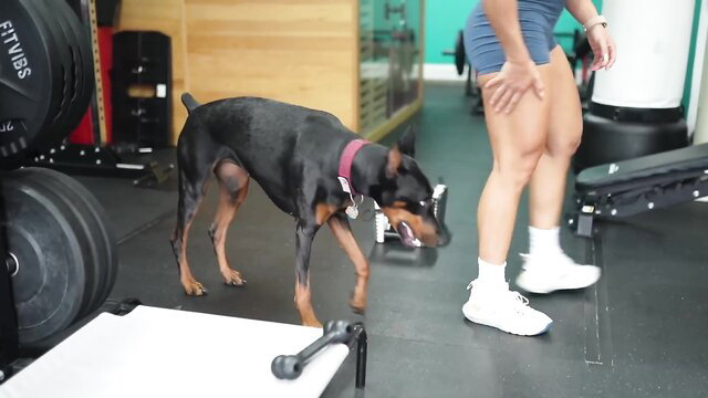 Fit brunette in tight shorts bends over for Doberman dog in gym