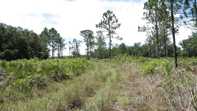 Muscle redneck jerking cock in sunny woods trail