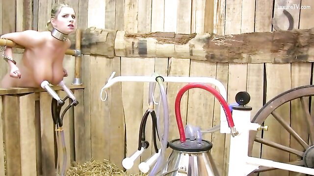 Blonde hucow milked in barn with suction cups on huge tits