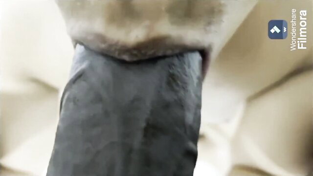 Nilushiporn's closeup blowjob on thick desi cock, rough Indian village stud