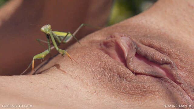 Praying mantis on shaved pussy closeup in Queensect fetish scene