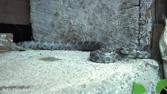 Gray snake coiled on concrete near wood, exotic reptile closeup