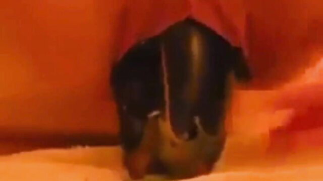 Closeup of sexy black pussy spread wide open in solo tease