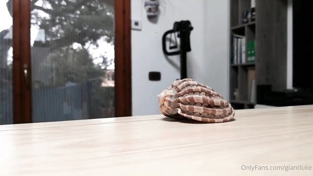 Giant seashell on table in home, OnlyFans teaser thumbnail