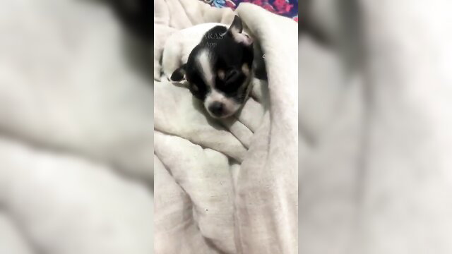 Cute black and white Chihuahua puppy sleeping cozy in blanket