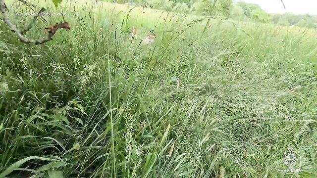 Amateur blonde bends over in tall grass, risky outdoor flashing tease
