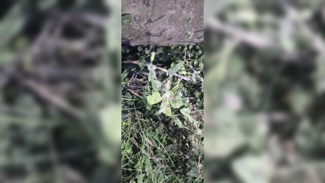 Blurry outdoor green plant closeup in amateur schoolgirl video thumbnail
