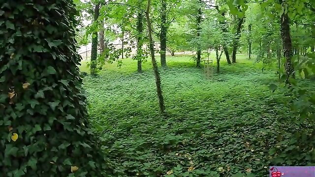 shykinky18 in lush green public park, outdoor tease