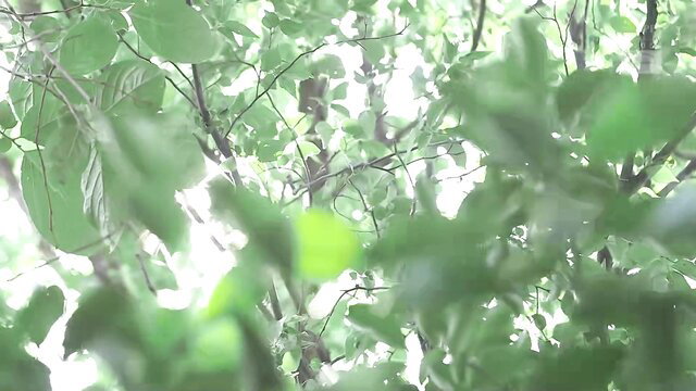 Sweaty escaped convict slut in blurry green forest, JAV CJOD-264