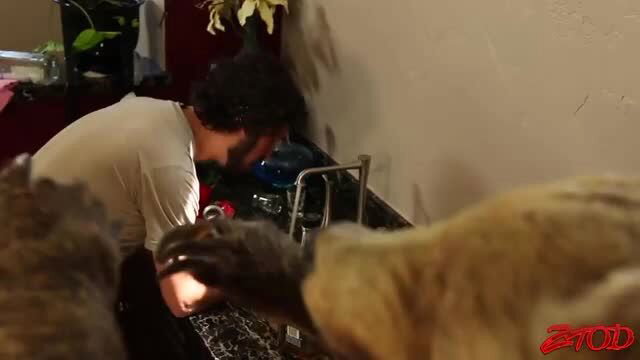 Man washing dishes with furry animal paws in infirmary antics