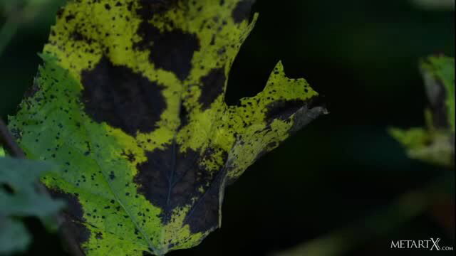 Aislin in Love Poem 2 - closeup yellow leaf with black spots
