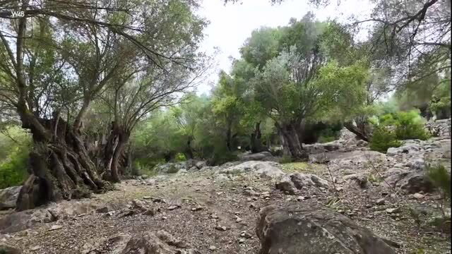 Wikki Kee nude in olive grove, Watch4Beauty outdoor solo