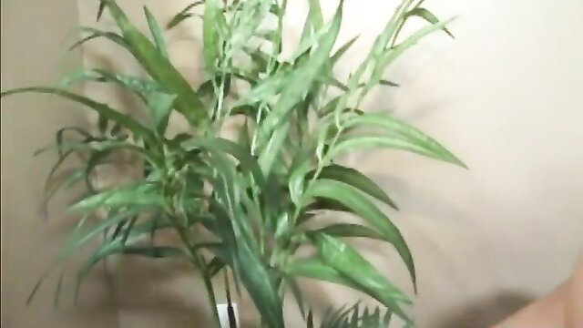 Closeup of lush green plant leaves in pot, soft lighting
