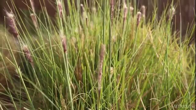 Closeup of lush green grass with pink fuzzy seed heads swaying