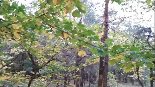 Outdoor forest blowjob and oral creampie porn thumbnail